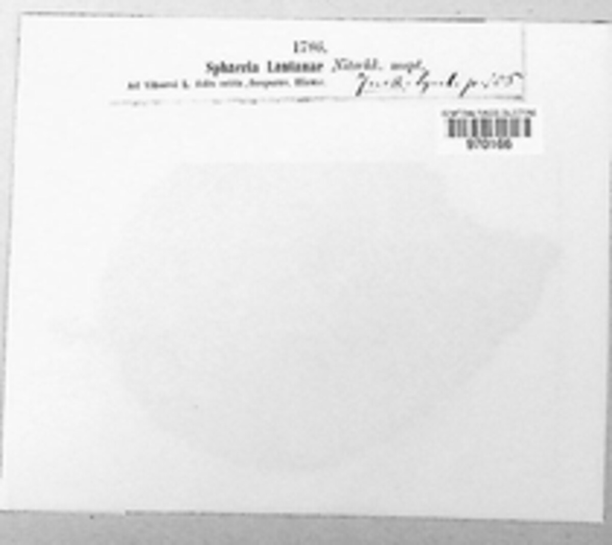 Mycosphaerella lantanae image